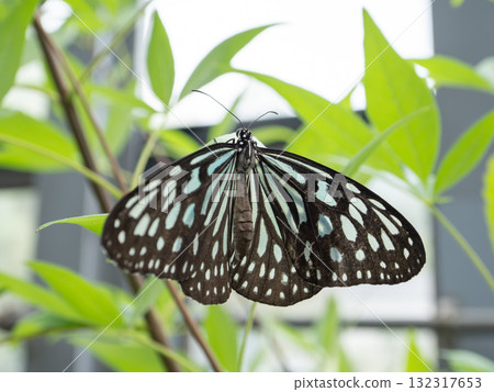 琉球淺木斑 132317653