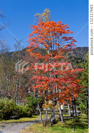 Autumn leaves at Nikko Yumoto Onsen, Tochigi Prefecture 132317665
