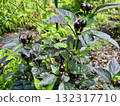 Ornamental peppers called black pearls make a striking presence in flower beds. Ornamental peppers called black pearls make a striking presence in flower beds. 132317710