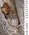 Eastern Screech-Owl sitting in a tree gouge, Canada 132317719