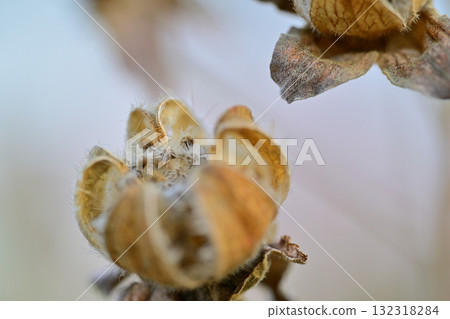 Plant seeds found in the Satoyama area in early spring. Photographed with a macro lens. Higashichichibu Village. 132318284