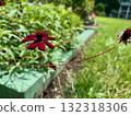 Chocolate cosmos blooming beautifully in the flowerbed Chocolate cosmos blooming beautifully in the flowerbed 132318306