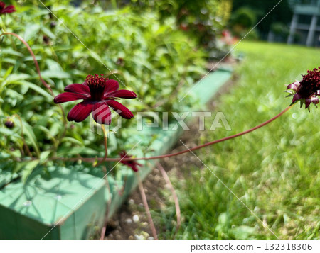 Chocolate cosmos blooming beautifully in the flowerbed 132318306
