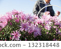 Harvesting edible chrysanthemum 132318448