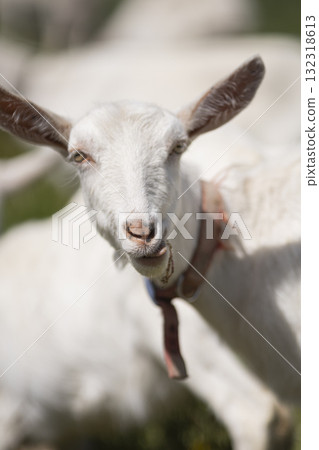 Goat eating grass 132318613