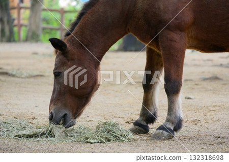 A female Kiso horse eating food 132318698