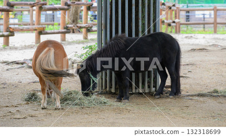 迷你馬和它的孩子吃食物 迷你馬和它的孩子吃食物 132318699
