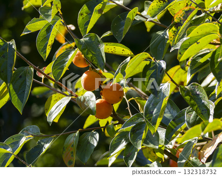 柿樹與成熟的果實 132318732