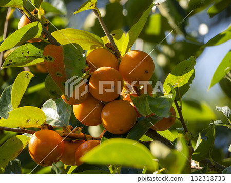 柿樹與成熟的果實 132318733