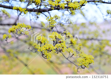 桃花村,三樹盛開,東秩父村里山地區的早春 桃花村,三樹盛開,東秩父村里山地區的早春 132318751