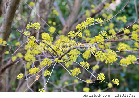 Flowering Peach Village, Sanshu in full bloom, early spring in the Satoyama area of Higashichichibu Village 132318752