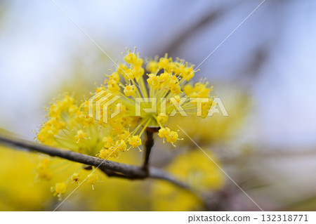 Flowering Peach Village, Sanshu in full bloom, early spring in the Satoyama area of Higashichichibu Village 132318771