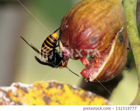 黃蜂喜歡熟透的無花果 132318777