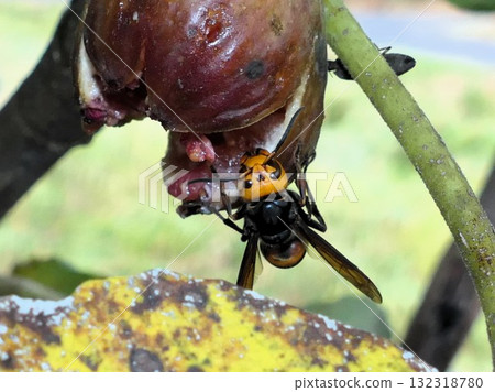 一隻迷戀熟透的無花果的黃蜂 132318780