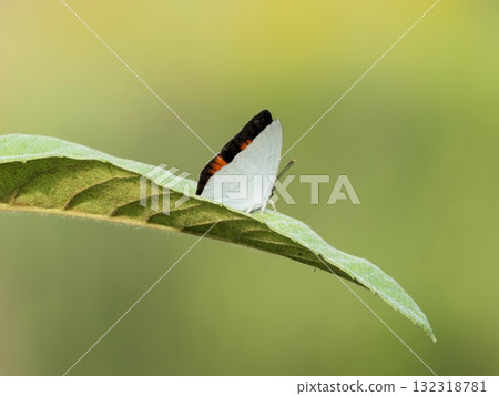 當蟠尾蝴蝶開始綻放時，這裡就變成了另一個世界 132318781