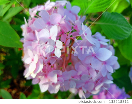 淡粉色繡球花 132318811