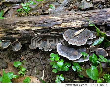 生長在樹幹上的雲芝 132318813