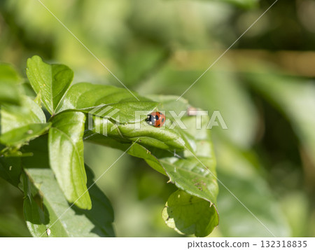 Seven-spotted ladybug resting on a leaf in the field Seven-spotted ladybug resting on a leaf in the field 132318835