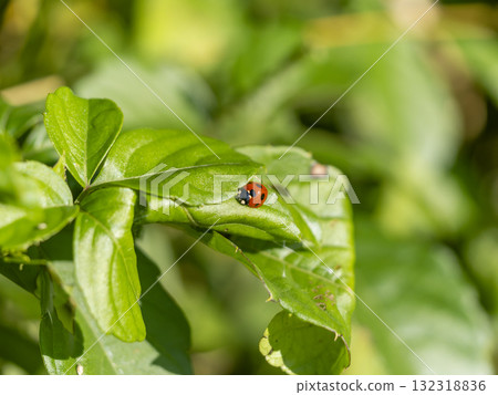 Seven-spotted ladybug resting on a leaf in the field 132318836