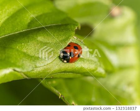 Seven-spotted ladybug resting on a leaf in the field 132318837