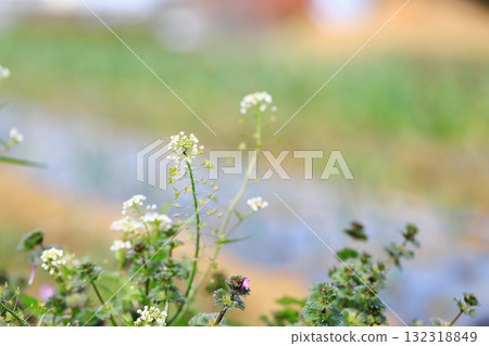 Shepherd's purse close-up 132318849