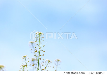 Shepherd's purse close-up 132318850