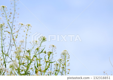 Shepherd's purse close-up 132318851