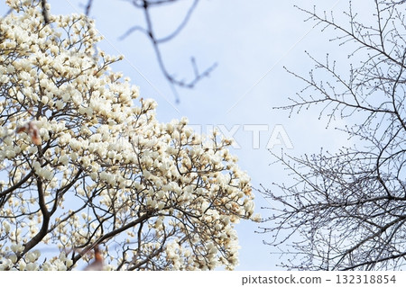 Hakkumen in full bloom 132318854