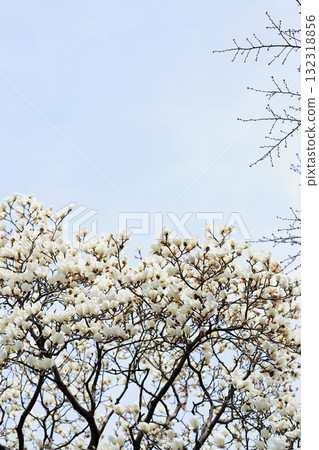 White magnolia in full bloom, vertical position White magnolia in full bloom, vertical position 132318856