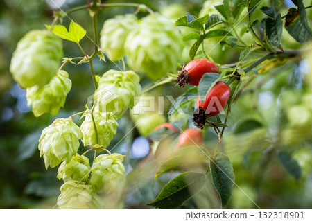 Wild Hops and Hawthorn in sunny weather Wild Hops and Hawthorn in sunny weather 132318901