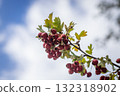 Hawthorn branch against a cloudy sky 132318902