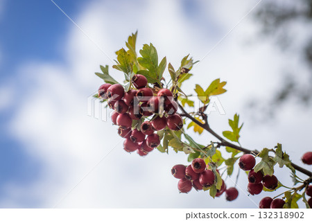 Hawthorn branch against a cloudy sky Hawthorn branch against a cloudy sky 132318902