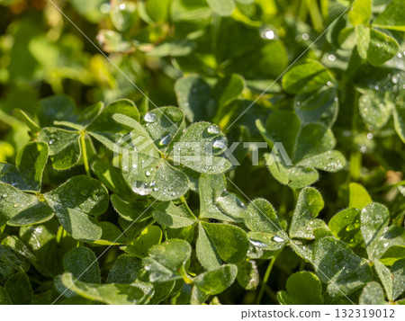 田裡的白三葉草，有水滴 132319012