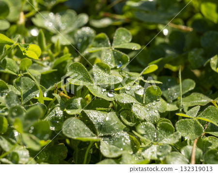 田裡的白三葉草，有水滴 132319013