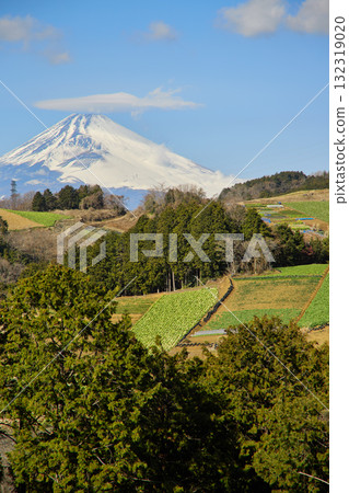 Vegetable fields on the western foot of Hakone and Mount Fuji 132319020