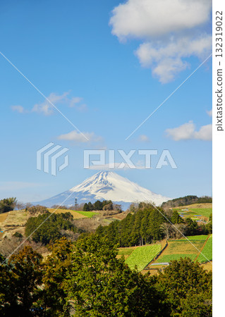 箱根和富士山西麓的菜地 132319022