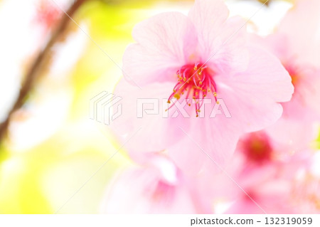 Close-up of Kawazu cherry tree Close-up of Kawazu cherry tree 132319059