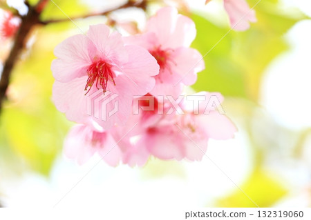 Close-up of Kawazu cherry tree 132319060
