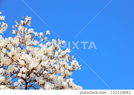 Hakkumen盛開 Hakkumen盛開 132319061