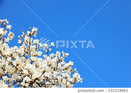 Hakkumen盛開 132319062