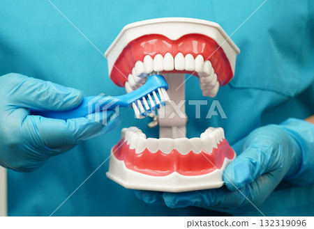 Asian dentist cleaning teeth of dental model with tooth brush for patient and studying about dentistry. 132319096