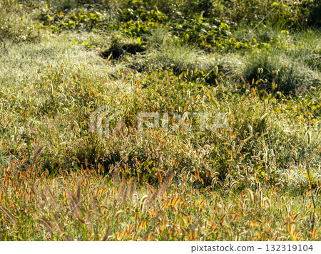 金色的毛地黃在清晨的陽光下閃閃發光 132319104
