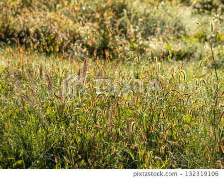 Golden foxgloves shining in the morning sun 132319106