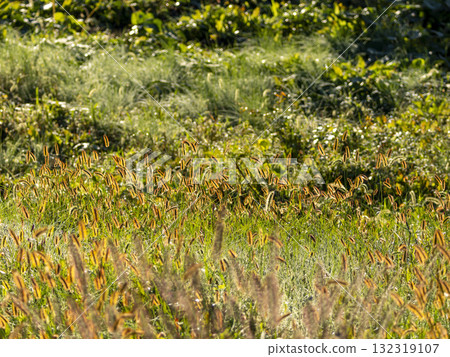 Golden foxgloves shining in the morning sun Golden foxgloves shining in the morning sun 132319107