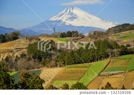 箱根和富士山西麓的菜地 箱根和富士山西麓的菜地 132319108