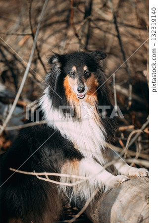 Funny Young Shetland Sheepdog Sheltie English Collie In Autumn Forest. Happy Pets Concept. Shetland Sheepdog, Sheltie, Collie. Dry Yellow Fallen Foliage Background Funny Young Shetland Sheepdog Sheltie English Collie In Autumn Forest. Happy Pets Concept. Shetland Sheepdog, Sheltie, Collie. Dry Yellow Fallen Foliage Background 132319140