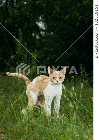 Regal Cat Standing Proudly Amongst Verdant Greenery Devon Rex 132319151