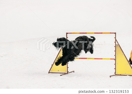 Funny Young Black Giant Schnauzer Or Riesenschnauzer Dog Training Outside At Winter Season. Dog Jumping Through barrier In Snow During Agility Dog Training At Winter Season. 132319153