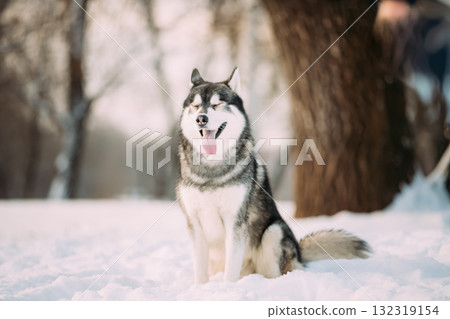Husky Dogs Running Together Outdoor In Snowy Park At Sunny Winter Day. Smiling Dog. Active Dogs Play In Snow. Playful Pet Outdoors At Winter Season. Husky Dogs Running Together Outdoor In Snowy Park At Sunny Winter Day. Smiling Dog. Active Dogs Play In Snow. Playful Pet Outdoors At Winter Season. 132319154
