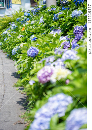 Hydrangea flowering on the roadside Hydrangea flowering on the roadside 132319337